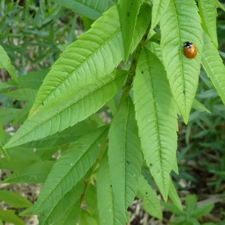 De Pyrene Montserie